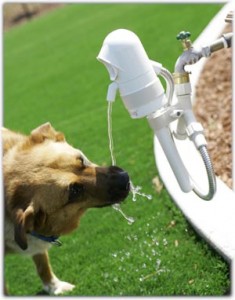 contech-waterdog-dogdrinking