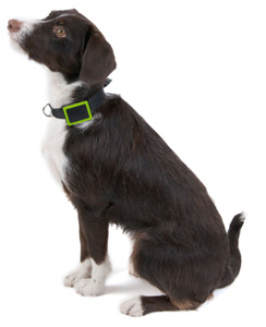 CES2015 Weenect Pet GPS tracker GPS collar 3