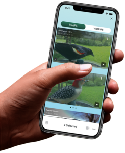 FeatherSnap