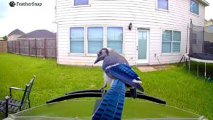 FeatherSnap 2b